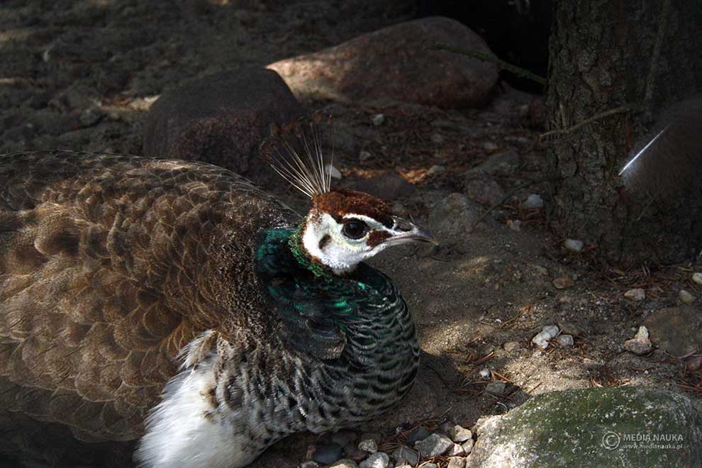 paw indyjski (Pavo cristatus)