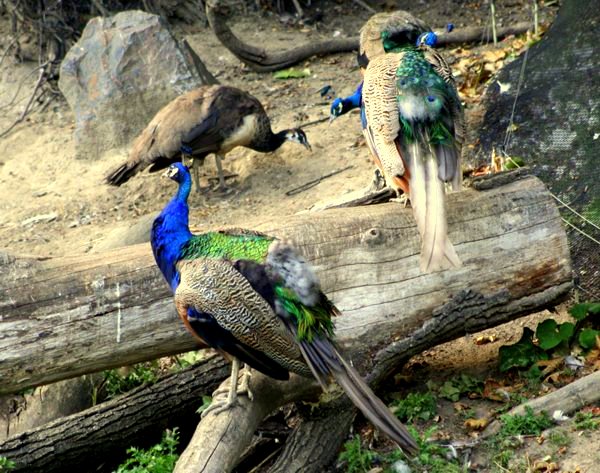 paw indyjski (Pavo cristatus)