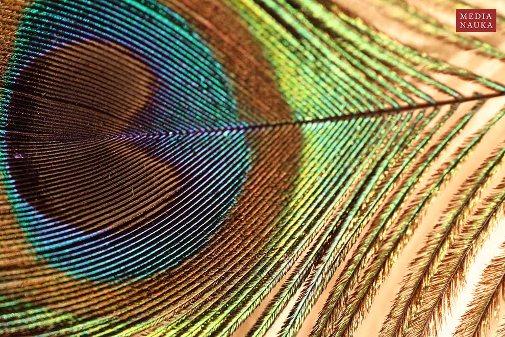 paw indyjski (Pavo cristatus)