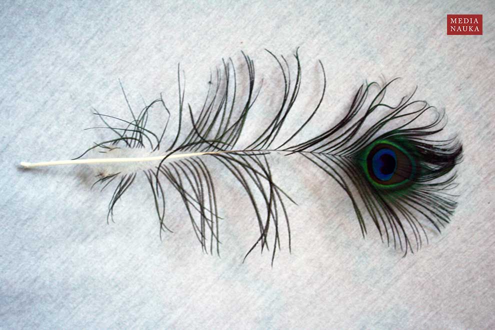 paw indyjski (Pavo cristatus)