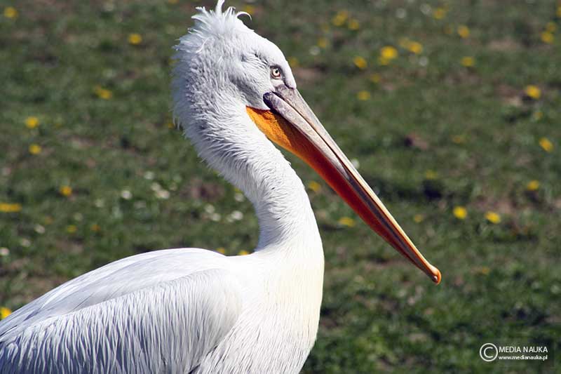 pelikan kędzierzawy (Pelecanus crispus)
