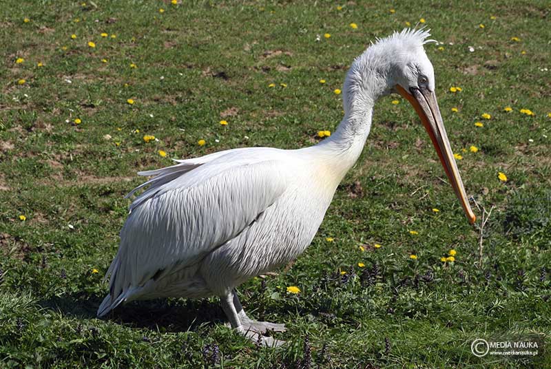 pelikan kędzierzawy (Pelecanus crispus)