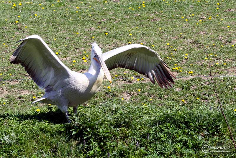 pelikan kędzierzawy (Pelecanus crispus)