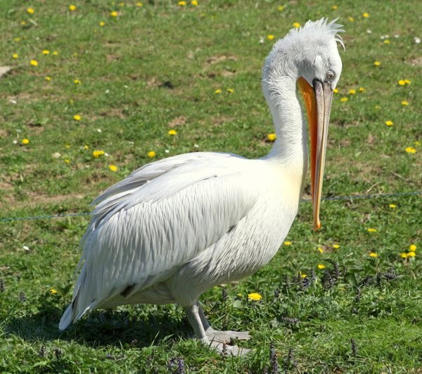 pelikan kędzierzawy (Pelecanus crispus)