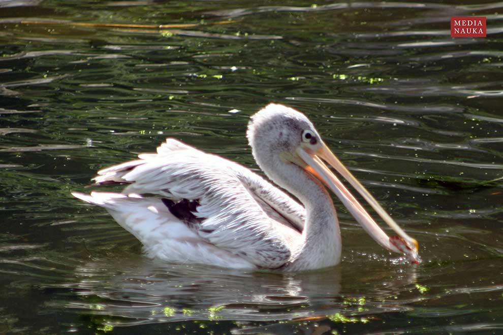 pelikan mały (Pelecanus rufescens)