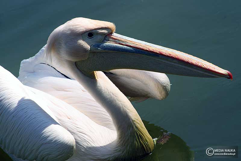pelikan różowy, pelikan baba (Pelecanus onocrotalus)
