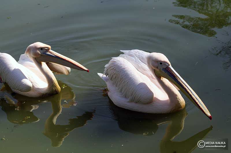 pelikan różowy, pelikan baba (Pelecanus onocrotalus)