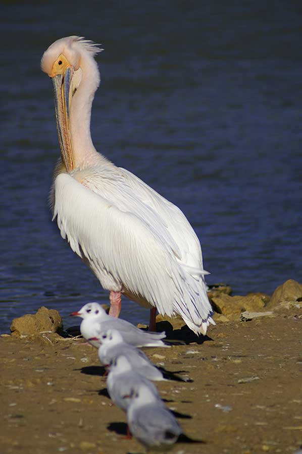 pelikan różowy, pelikan baba (Pelecanus onocrotalus)
