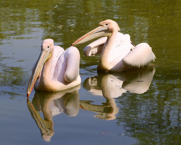 pelikan różowy, pelikan baba (Pelecanus onocrotalus)