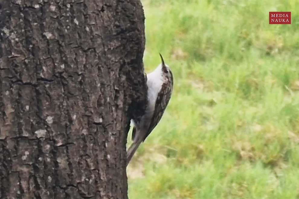 pełzacz leśny (Certhia familiaris)