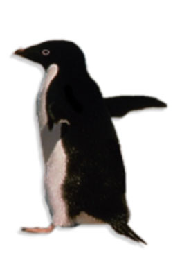 pingwin Adeli, pingwin białooki (Pygoscelis adeliae)