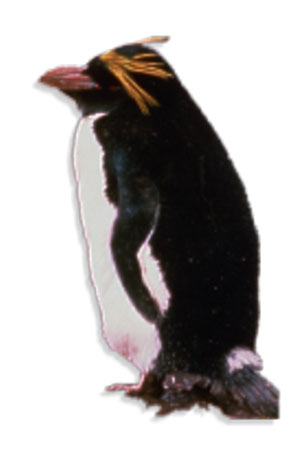 pingwin złotoczuby (Eudyptes chrysolophus)