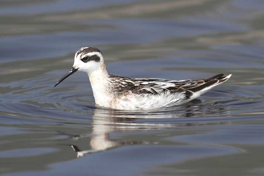 płatkonóg szydłodzioby (Phalaropus lobatus)