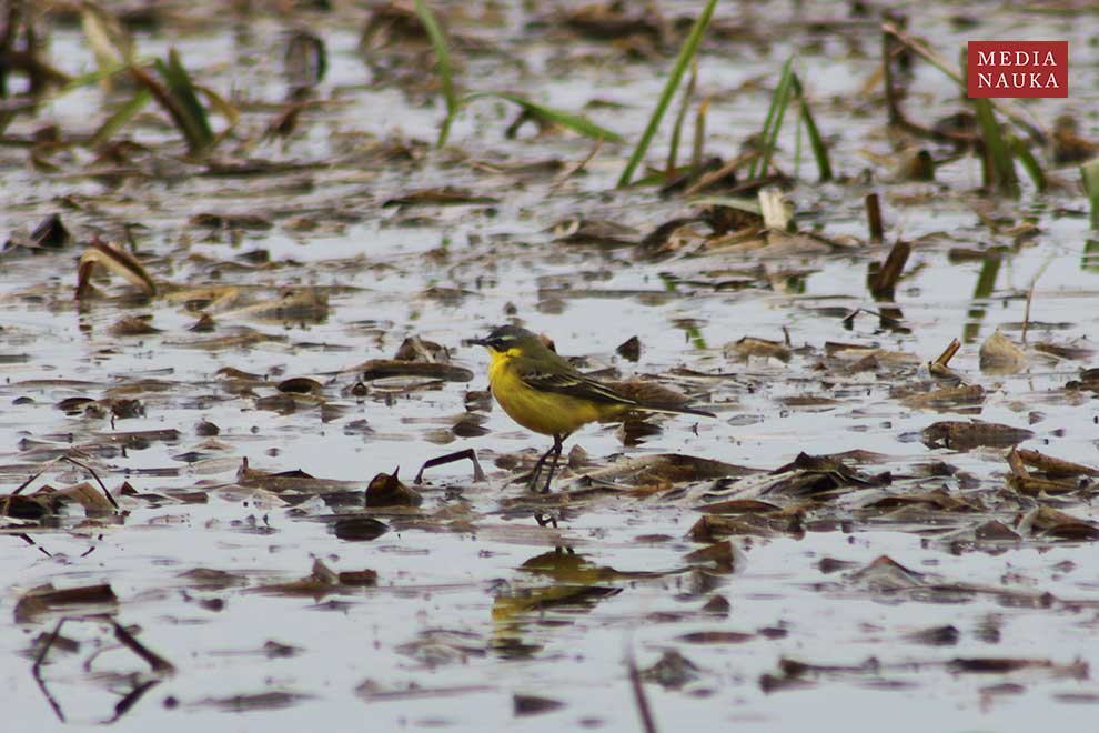 pliszka żółta (Motacilla flava)