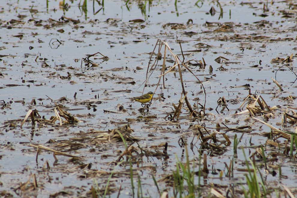 pliszka żółta (Motacilla flava)