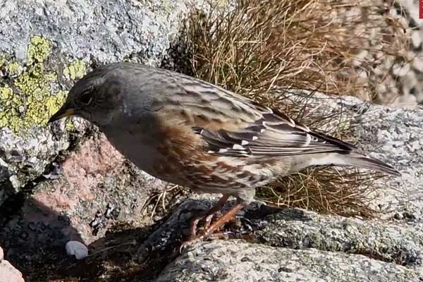 płochacz halny (Prunella collaris)