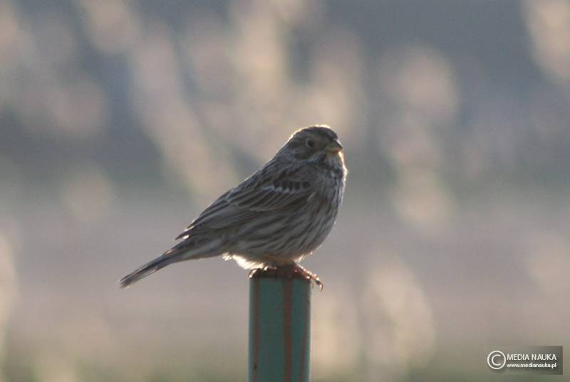 potrzeszcz (Emberiza calandra)