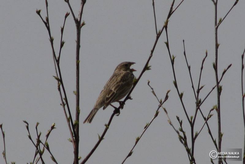 potrzeszcz (Emberiza calandra)