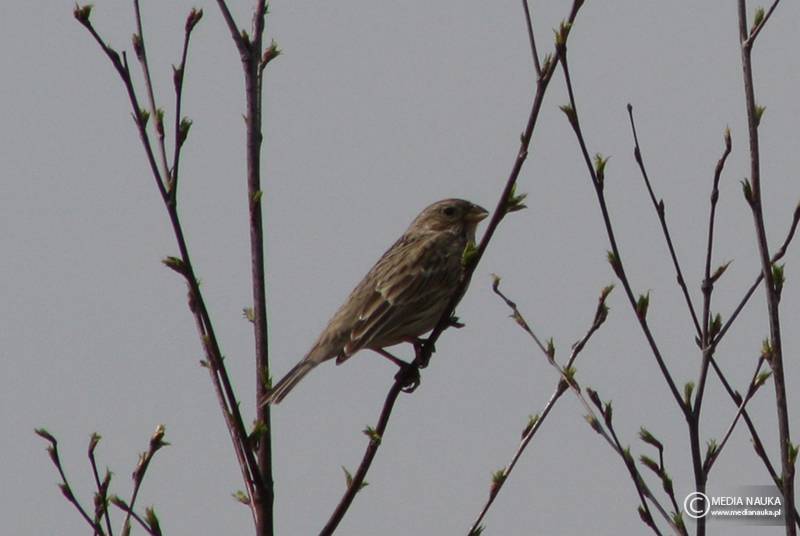 potrzeszcz (Emberiza calandra)