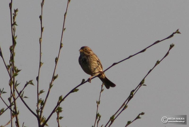 potrzeszcz (Emberiza calandra)