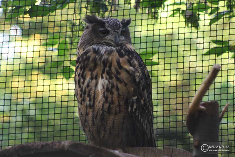 puchacz (zwyczajny) (Bubo bubo)