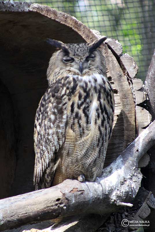 puchacz (zwyczajny) (Bubo bubo)