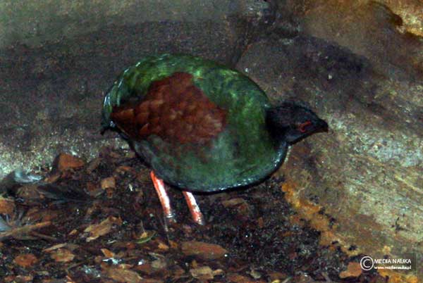 bezszpon (Rollulus rouloul)