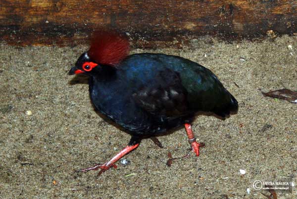 bezszpon (Rollulus rouloul)
