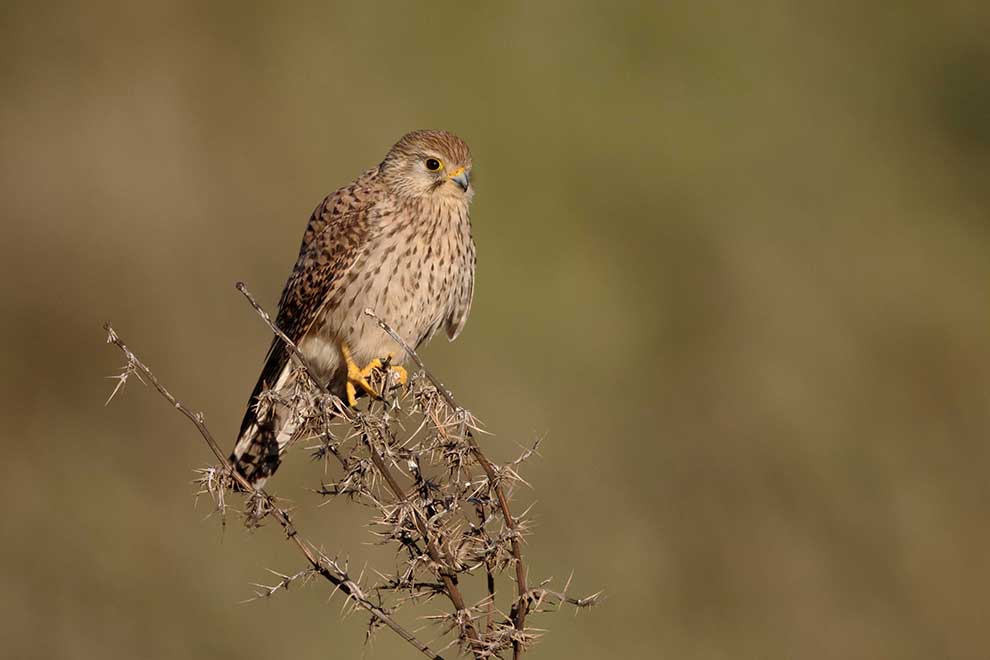 pustułeczka (Falco naumanni)