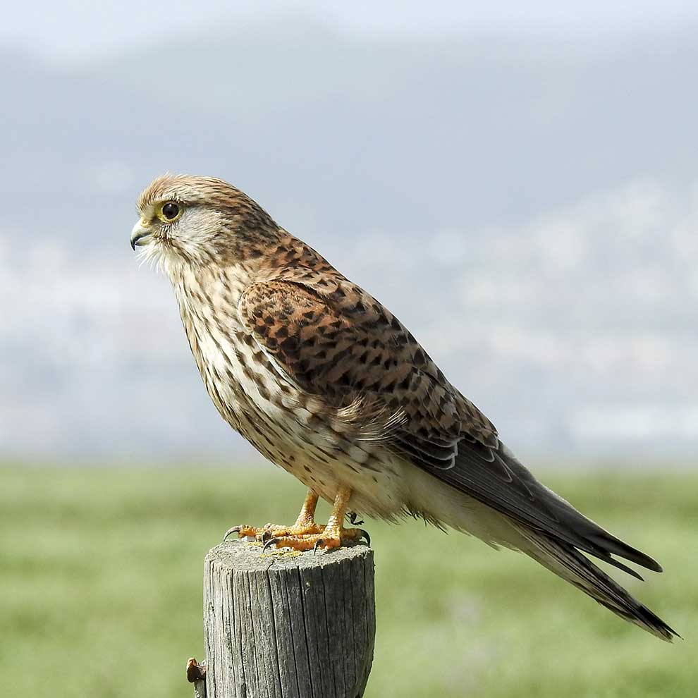 pustułka (zwyczajna) (Falco tinnunculus)
