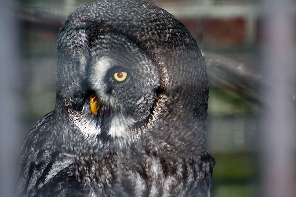 puszczyk mszarny (Strix nebulosa)