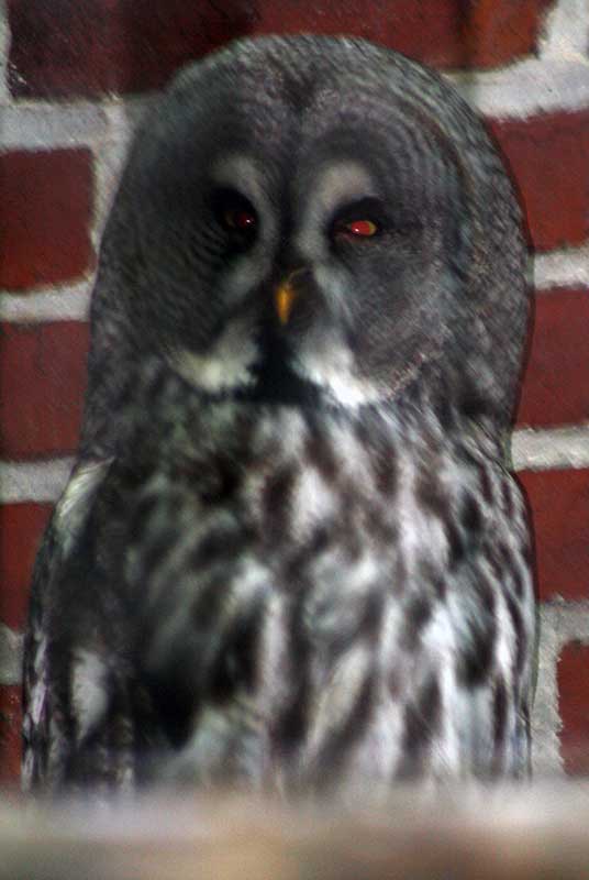 puszczyk mszarny (Strix nebulosa)