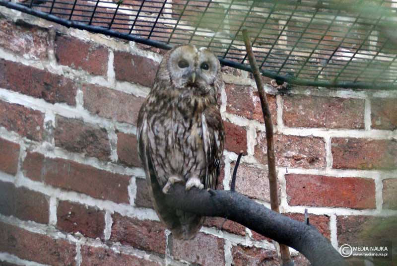 puszczyk (zwyczajny) (Strix aluco)