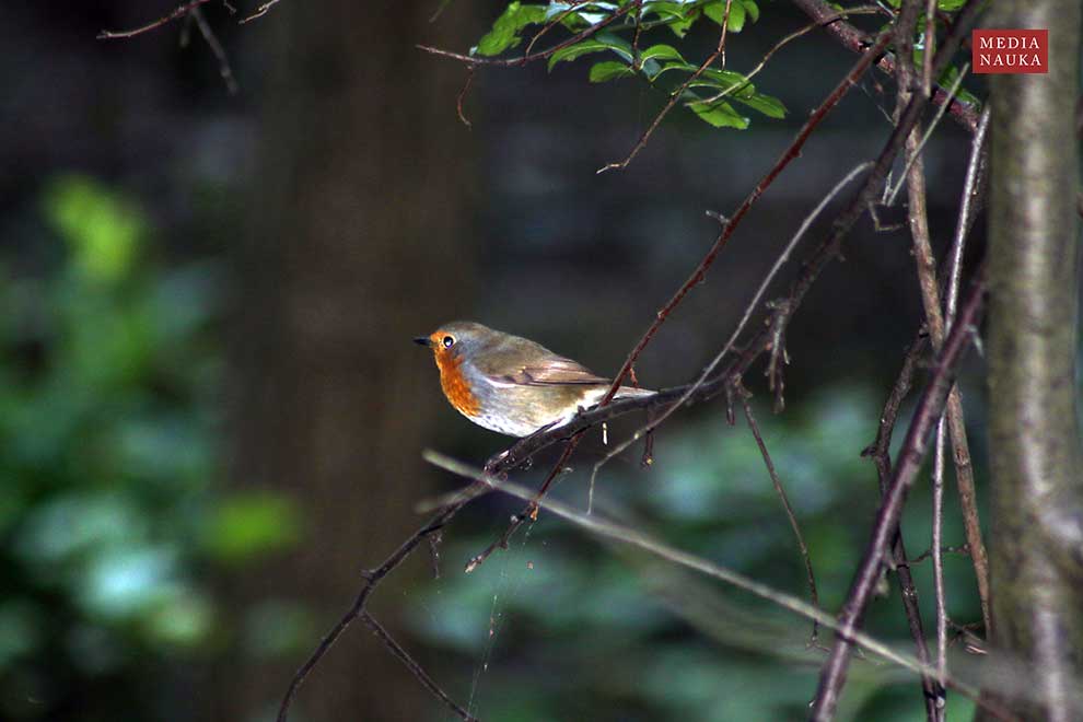 rudzik (Erithacus rubecula)