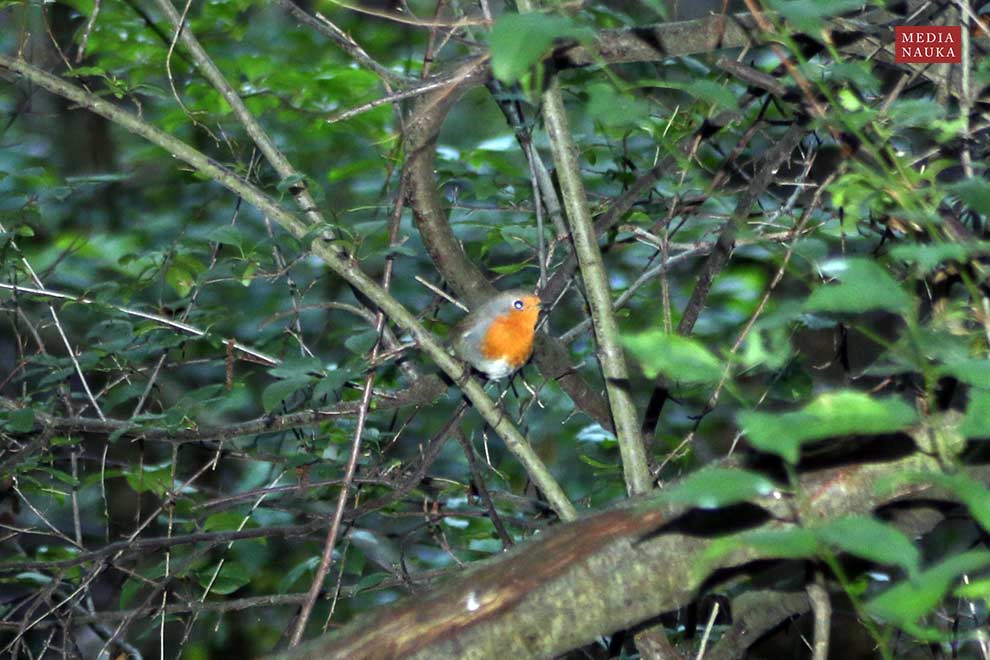 rudzik (Erithacus rubecula)
