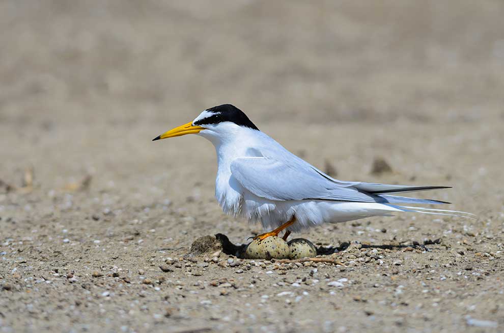 rybitwa białoczelna (Sternula albifrons)