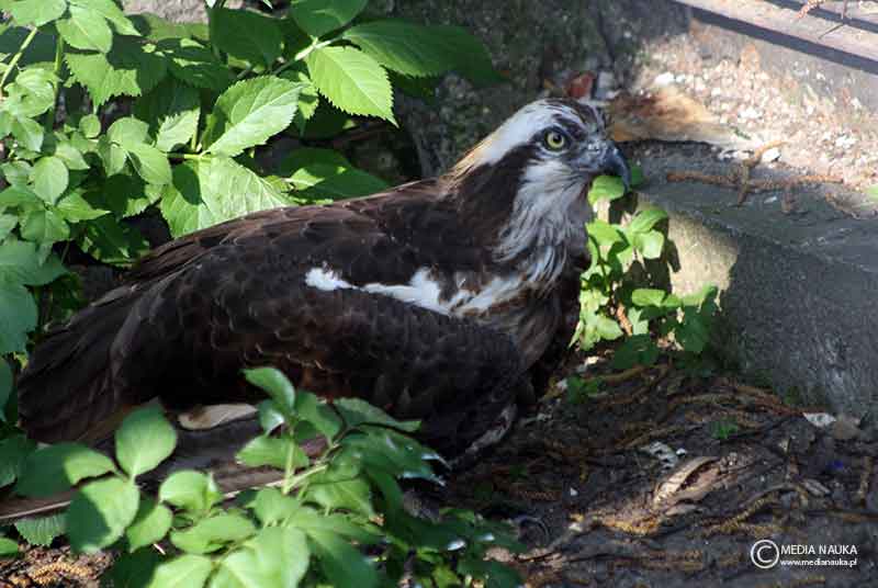 rybołów (Pandion haliaetus)