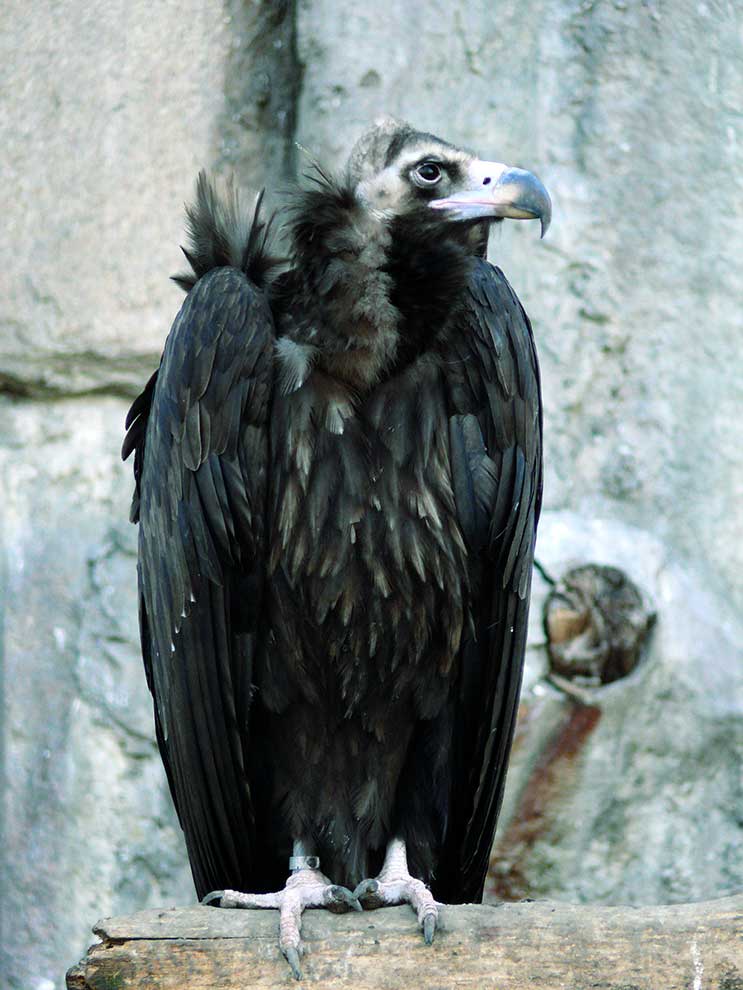 sęp kasztanowaty (Aegypius monachus)