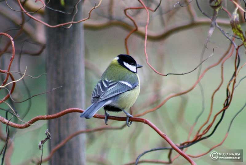 bogatka (zwyczajna) (Parus major)