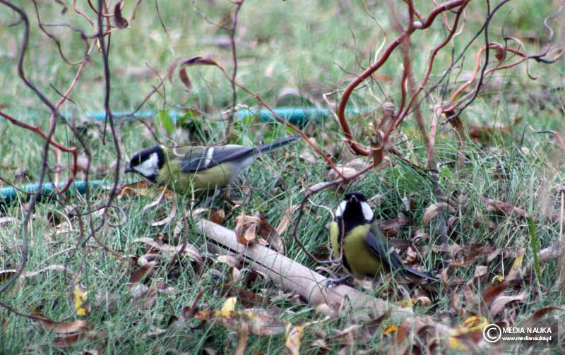 bogatka (zwyczajna) (Parus major)