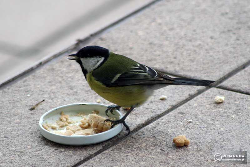 bogatka (zwyczajna) (Parus major)