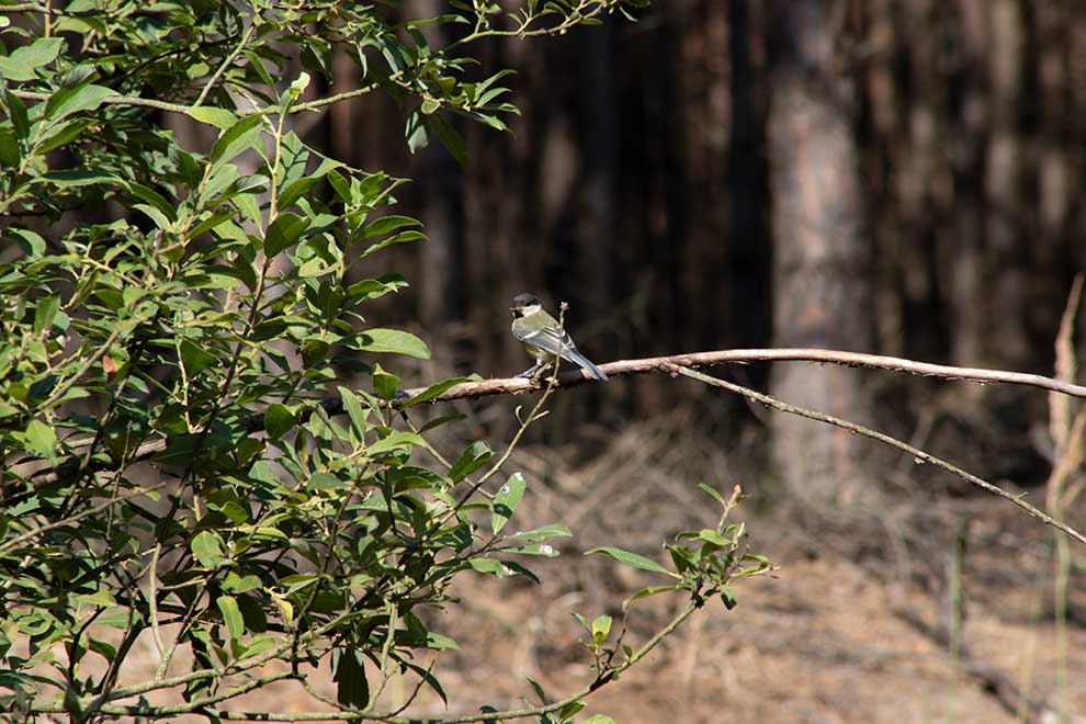 bogatka (zwyczajna) (Parus major)