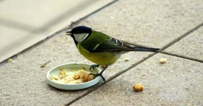 bogatka (zwyczajna) (Parus major)