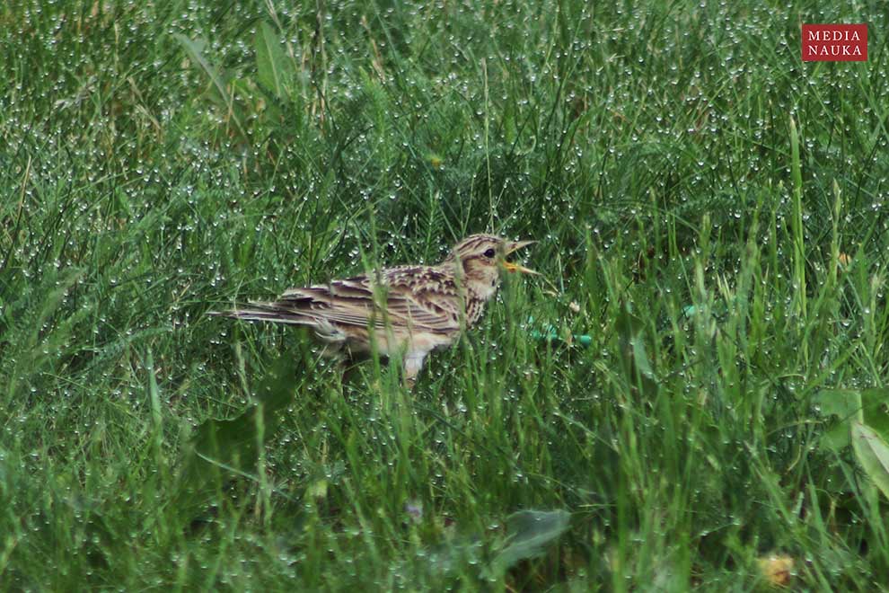 skowronek (zwyczajny) (Alauda arvensis)