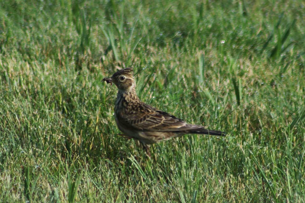 skowronek (zwyczajny) (Alauda arvensis)