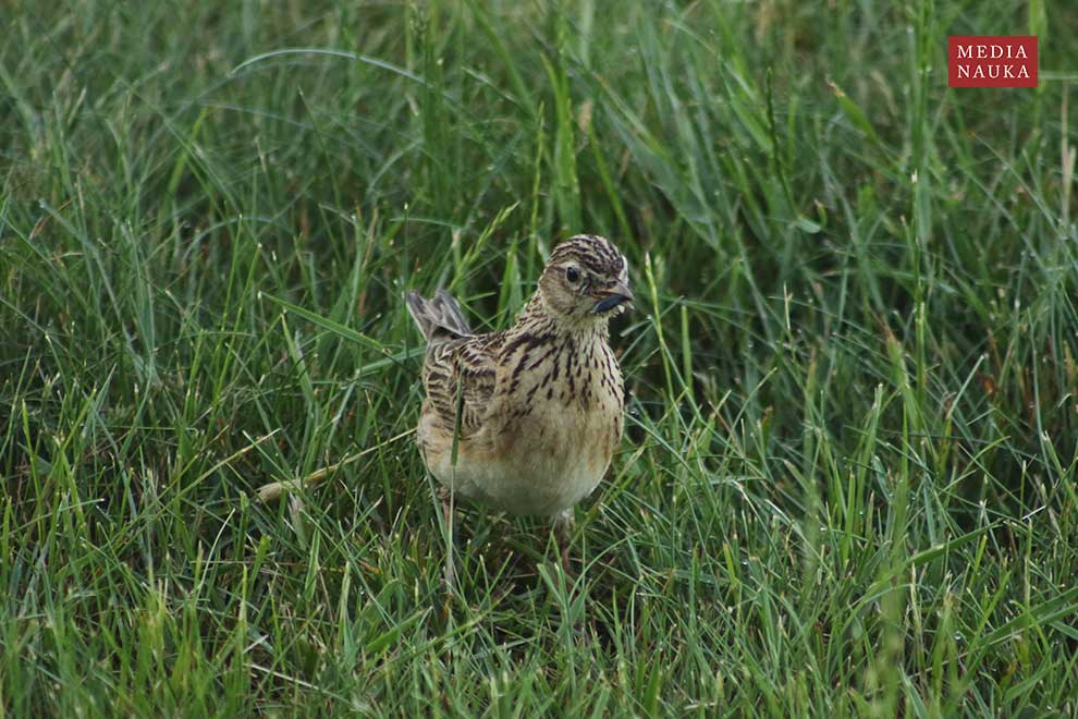 skowronek (zwyczajny) (Alauda arvensis)