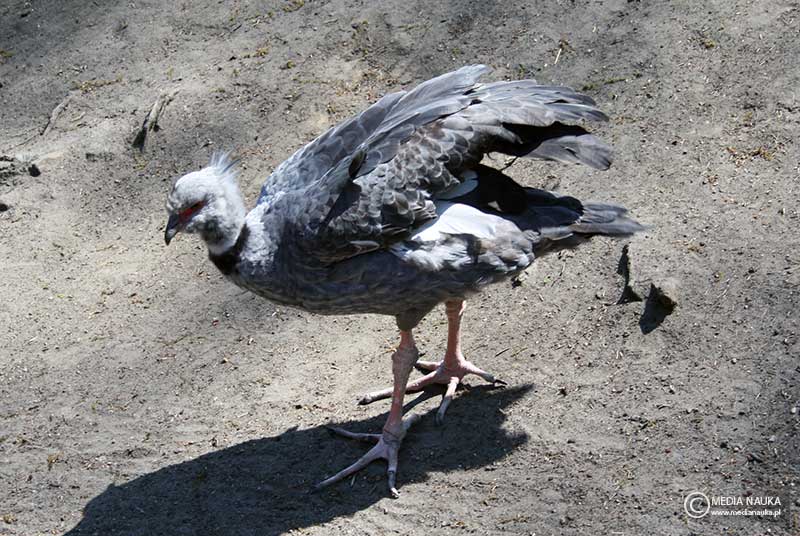 skrzydłoszpon obrożny (Chauna torquata)