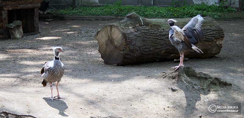 skrzydłoszpon obrożny (Chauna torquata)