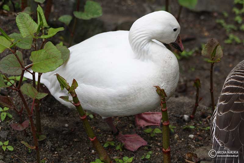śnieżyca duża (Anser caerulescens)