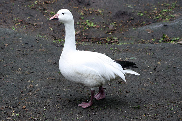 śnieżyca duża (Anser caerulescens)